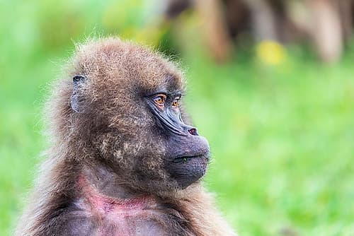 Ethiopia. North Gondar. Simien Mountains National Park. A lone Gelada baboon. Art Print